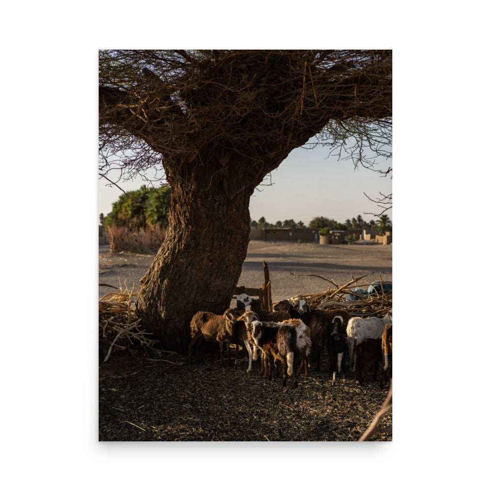 Sheep in Nubia - Sudan