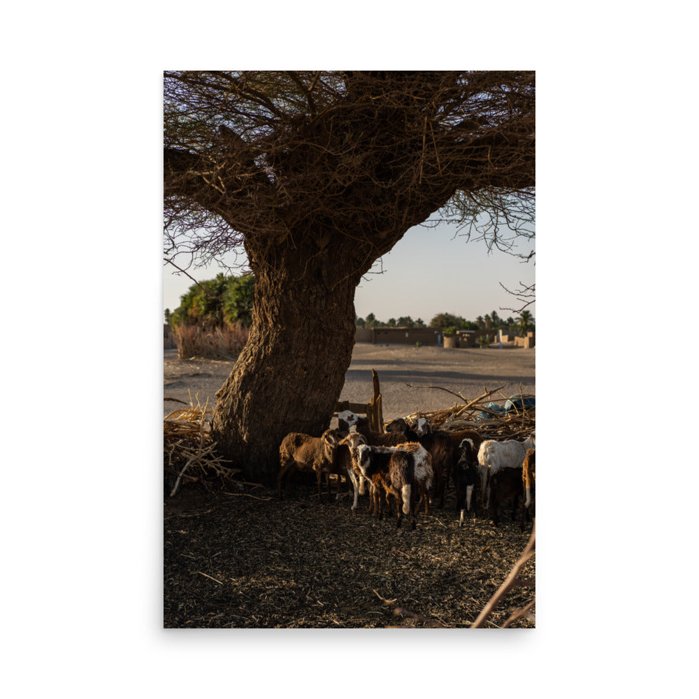 Sheep in Nubia - Sudan