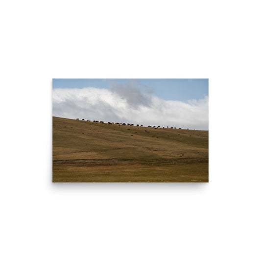 Feeding on Sky - Shirak