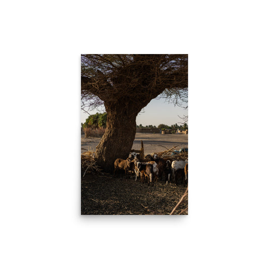 Sheep in Nubia - Sudan