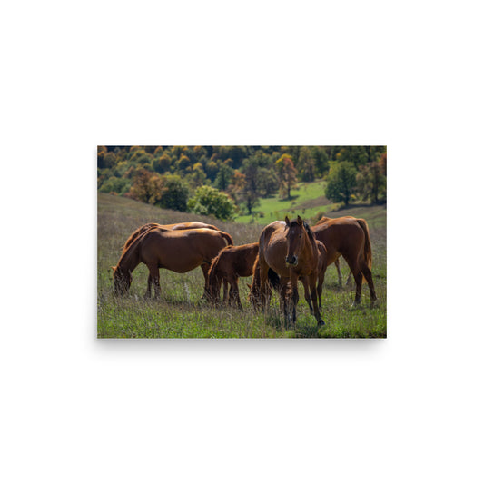 Feeding Steed - Dilijan