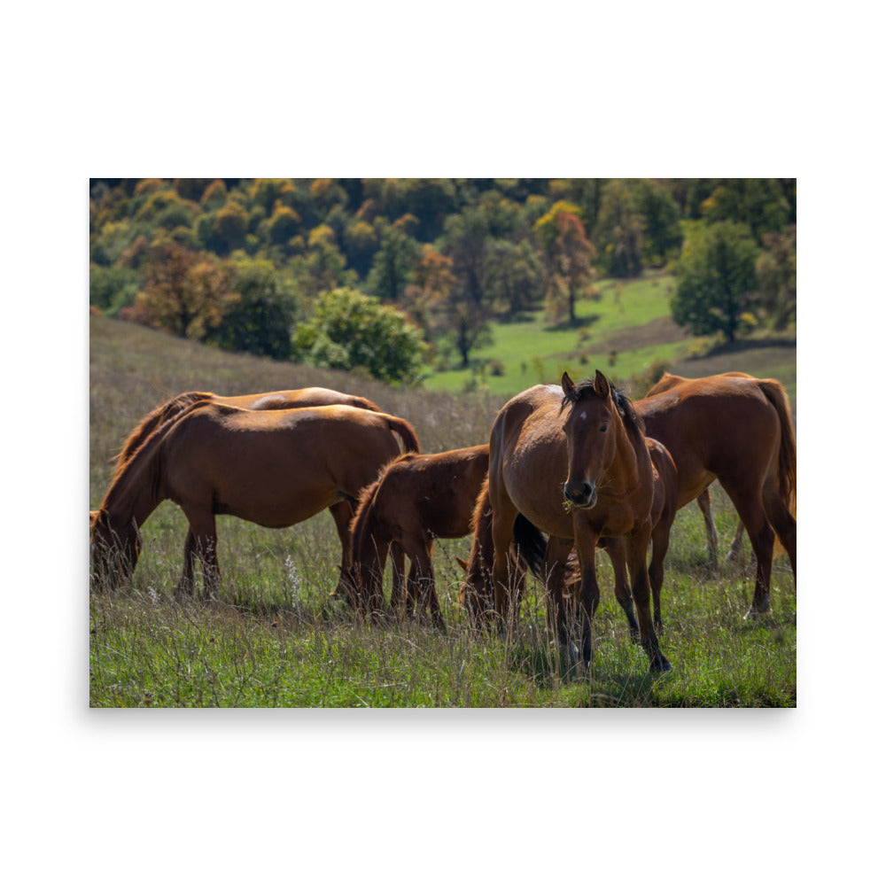 Feeding Steed - Dilijan